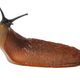 Illustration for article titled 5 Slugs That, In Retrospect, We Sort Of Whipped Ourselves Into A Frenzy Over